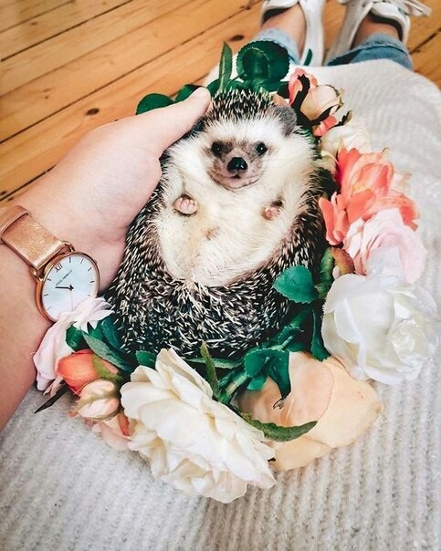 cute hedgehogs - Hedgehog, Milota, Longpost