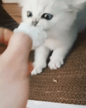 GIVE IT! - cat, Toys, GIF, Milota, Animals, Young
