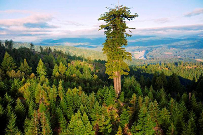 Hyperion - the tallest living tree on Earth (height - 115.61 m) - Sequoia, California, Tree, The photo, Forest