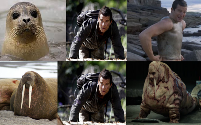 Bear Grills continued - Bear Grylls, Fur seal, Walruses, Tusk