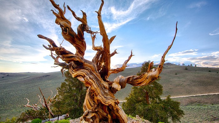 The oldest tree on the planet. - The park, Tree, Old age