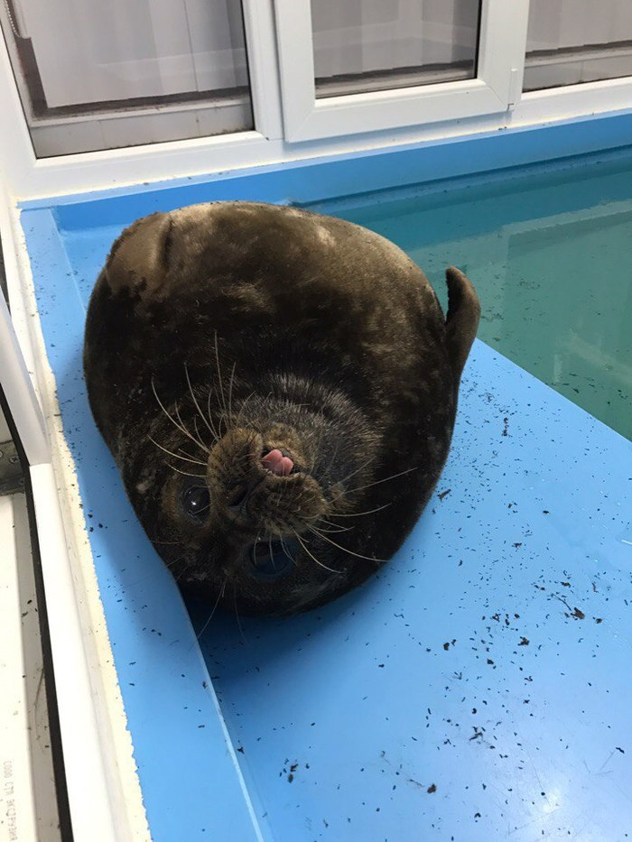 Nerpa Kroshik showed his tongue to everyone and began to molt a month earlier so that he would not be “kicked out into the street” - Milota, Leningrad region, Seal, Kroshik, Animals