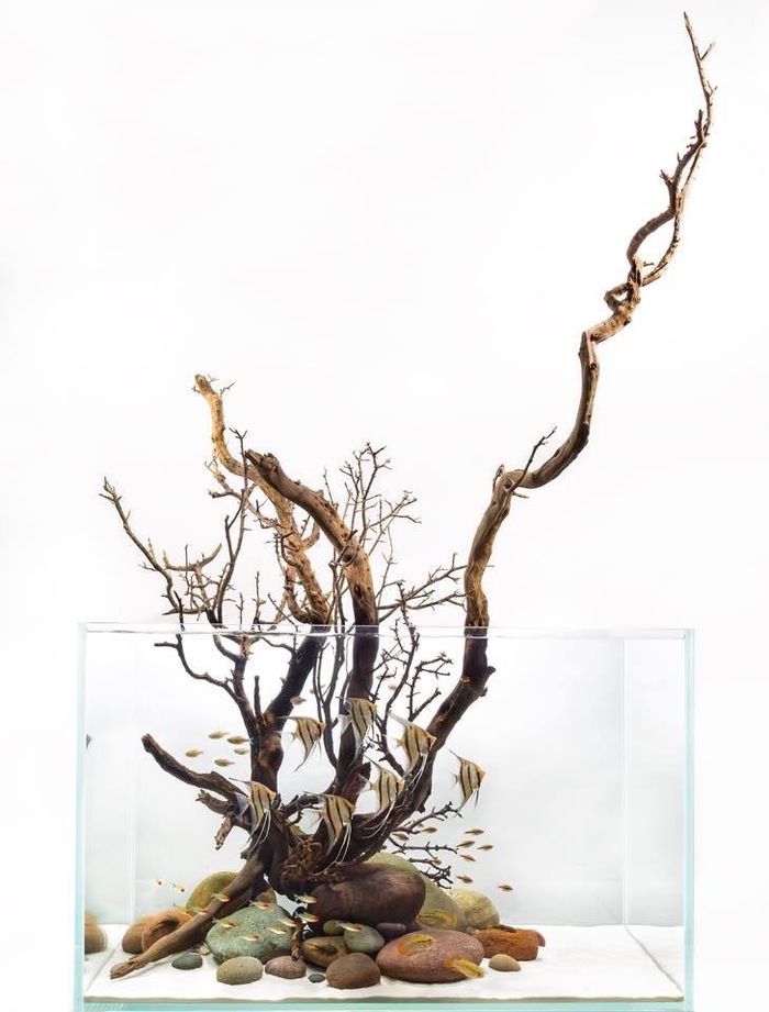 Новый шедевр хардскейпа от Аквариум Дизайн Гроуп, США