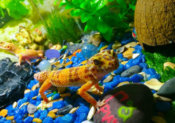 positive geckos - My, Gecko, Pet, Animals, The photo, Pets