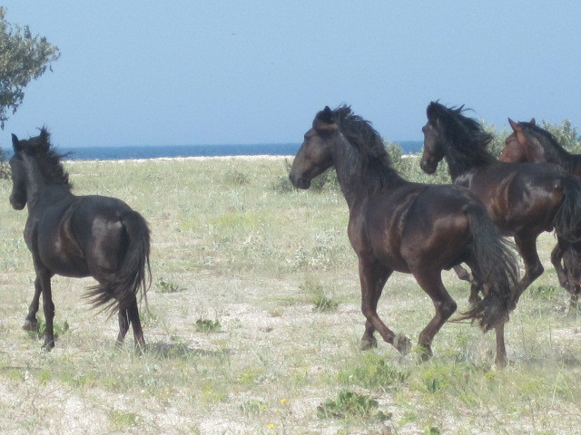 Tendra. - My, , Horses, The Great Patriotic War, Black Sea, Longpost
