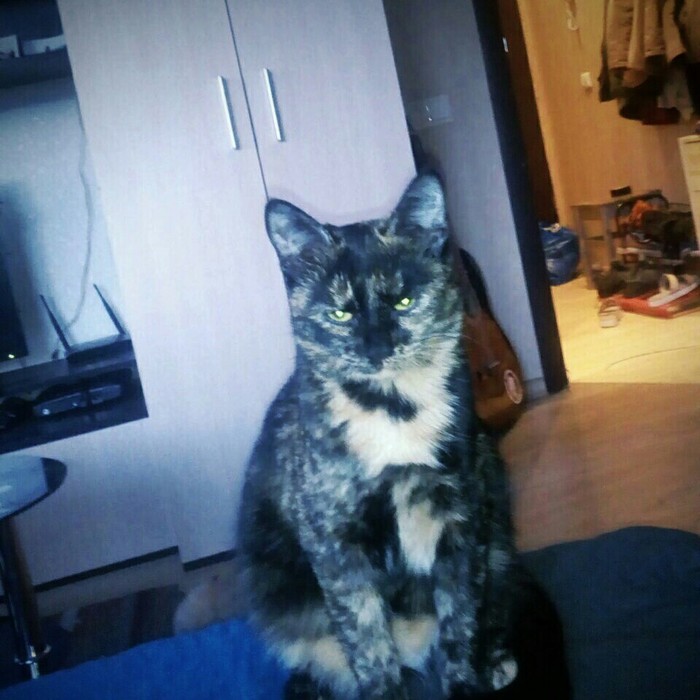 Пушистый дьявол