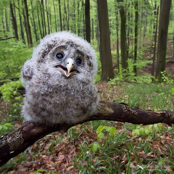 Owlet - Ural, Forest, Owl, Chick