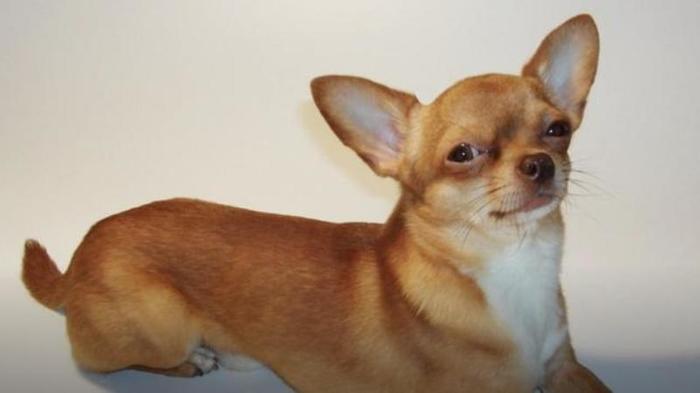 Brave Chihuahua from Ivanteevka died saving his mistress - Chihuahua, Amstaff, Dog attack, Negative, Death, Heroes, news, Ivanteevka