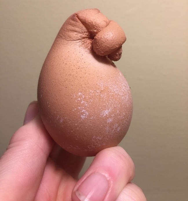 One of my hens laid an egg tied at one end - Eggs, Hen, Unusual, Reddit