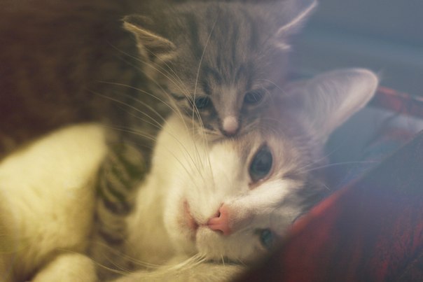 Lump of tenderness) - The photo, cat, Milota