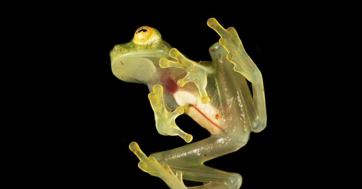 Стеклянная лягушка сообщение. Стеклянная лягушка (Glass Frog). Стеклянная лягушка Флайшмана. Hyalinobatrachium Dianae. Препарирование лягушки.