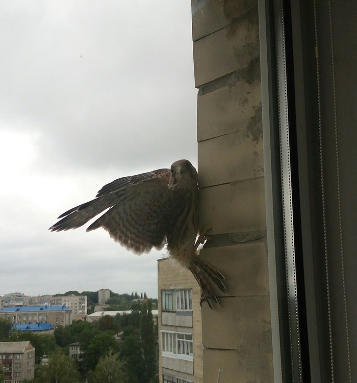 He wants to eat me :/ - My, Falcon, Food, Guests, Beautiful