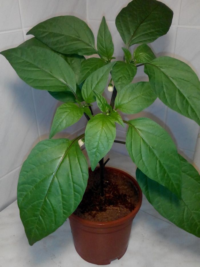 How Jalapeno Early blooms. - My, Pepper, Flowers, Vegetable garden on the windowsill, Longpost