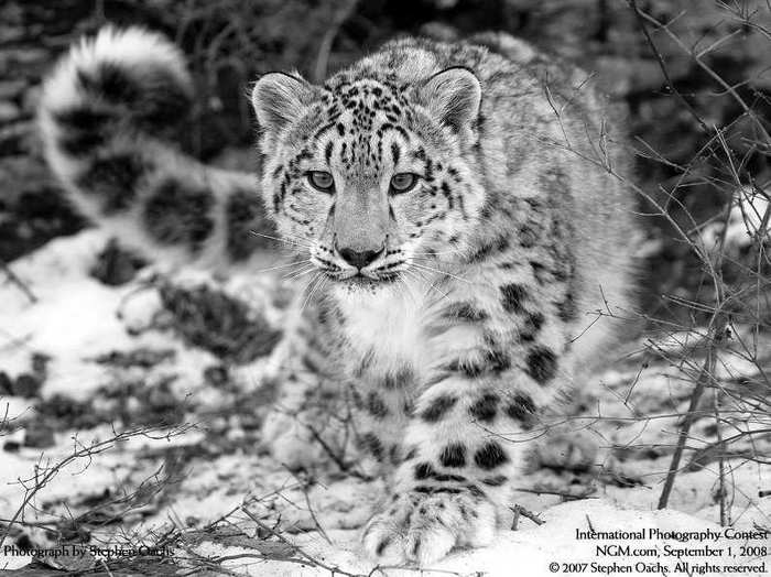 Snow Leopard - Snow Leopard, Longpost, Cat family, Wild animals, The photo