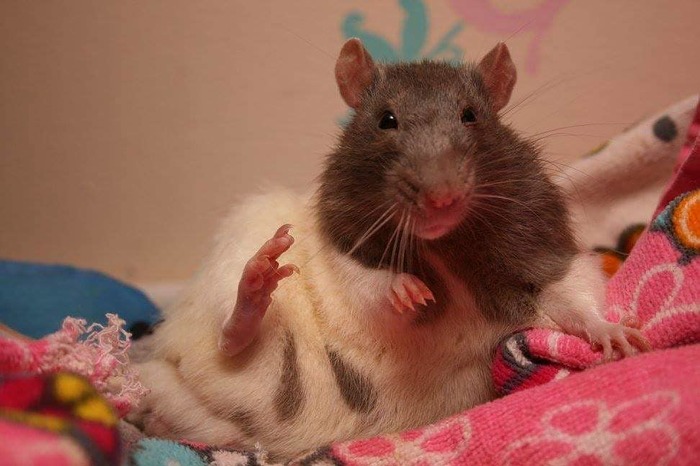 Hoba! - Rat, Animals, The photo, Hoba, , Decorative rats