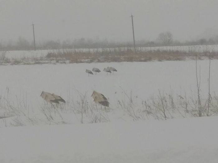 Sorry for the bird! - Stork, Winter, freezing, Birds, Bad luck