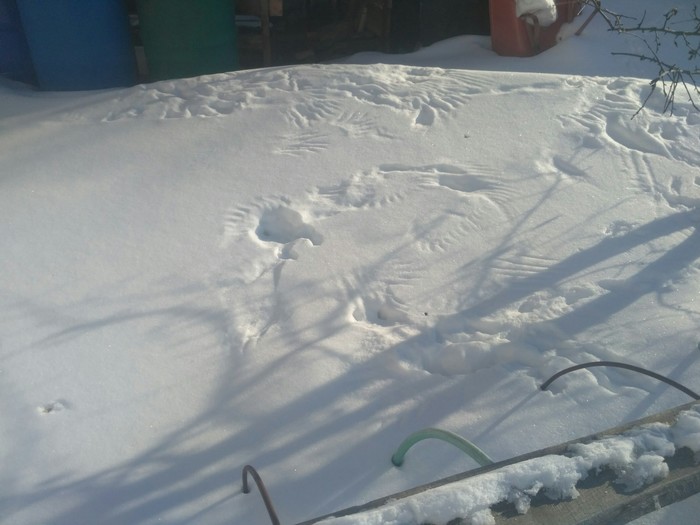 Следы на снегу