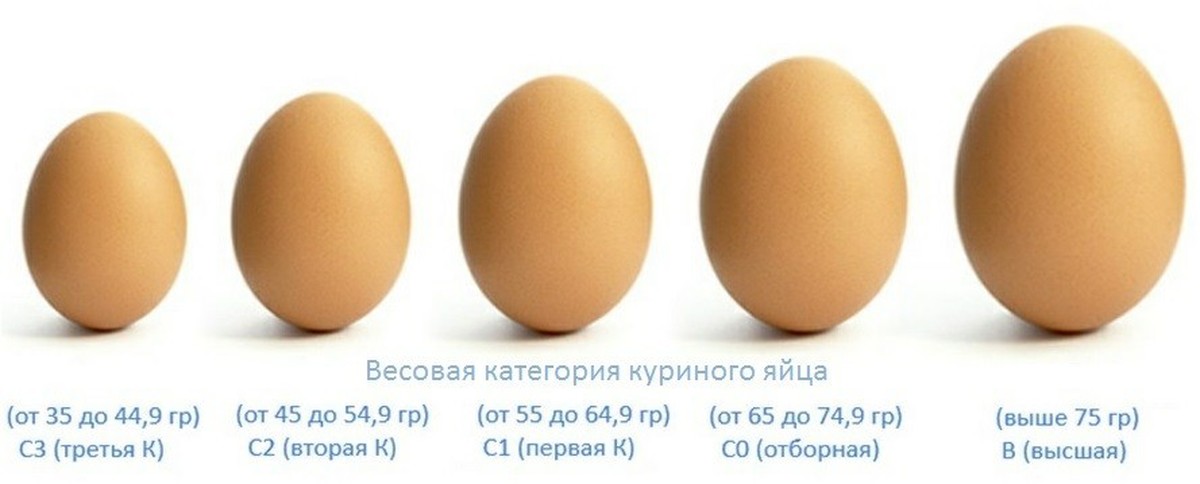 С0 с1 с2 на яйцах