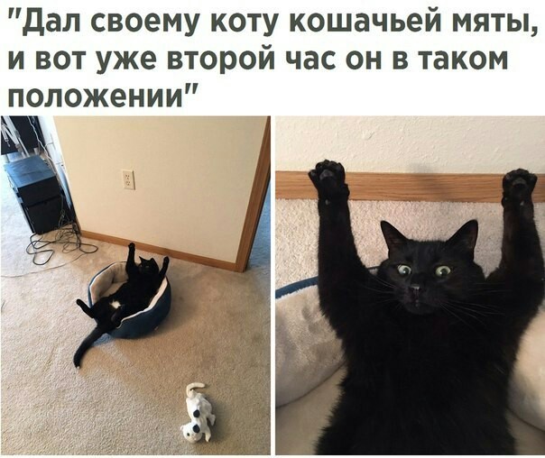 Еу еу еу - Кот, Не котики, Смешные животные, Животные