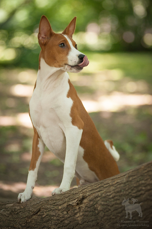 Basenji - African barking dog - Dog, Africa, Animals, Puppies, Longpost, The photo