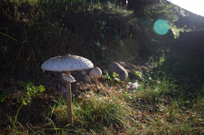 Summer is coming, friends! - My, Summer, Mushrooms, Greenery, The sun, Nature, The photo