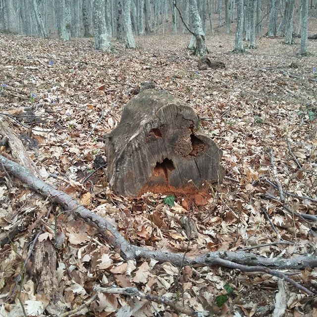 It's hard to be a stump in the forest. - My, The photo, Photo on sneaker, Forest, Stump, Crimea, 
