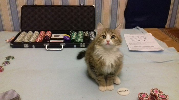 gambling cat - Pets, Milota, cat