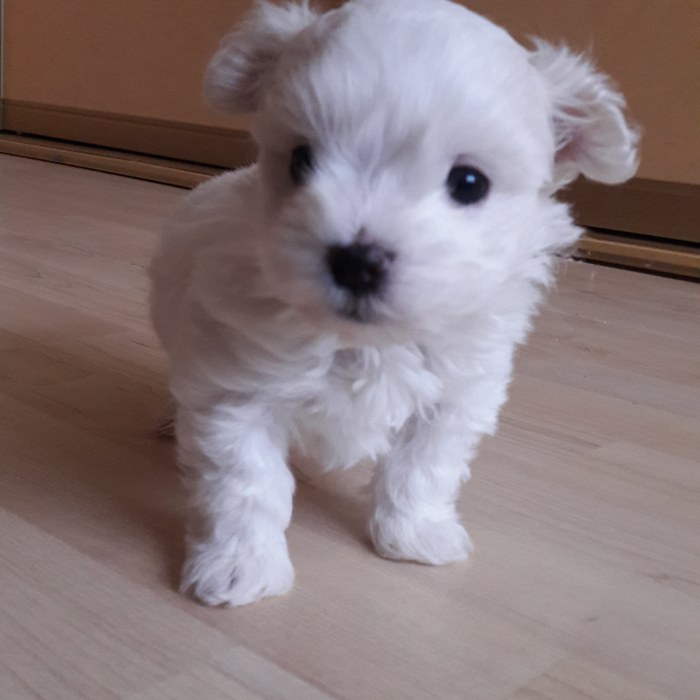 What are you all doing here? The baby boy is just starting to explore the world on his own. 700 grams of curiosity - My, Puppies, Good boy, Maltese, Children, Dog, Maltese lapdog, Childhood