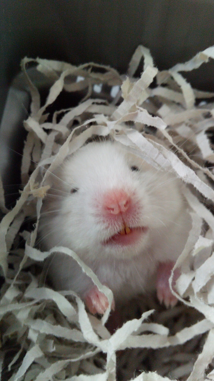 When the owners woke up. - My, Hamster, Milota, The photo