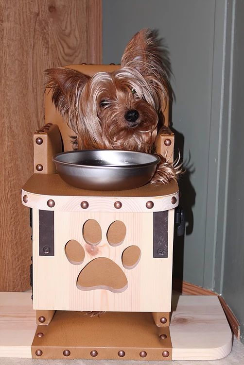 Dog high chair - Dog, Chair, Megaesophagus, Disease, GIF, Longpost