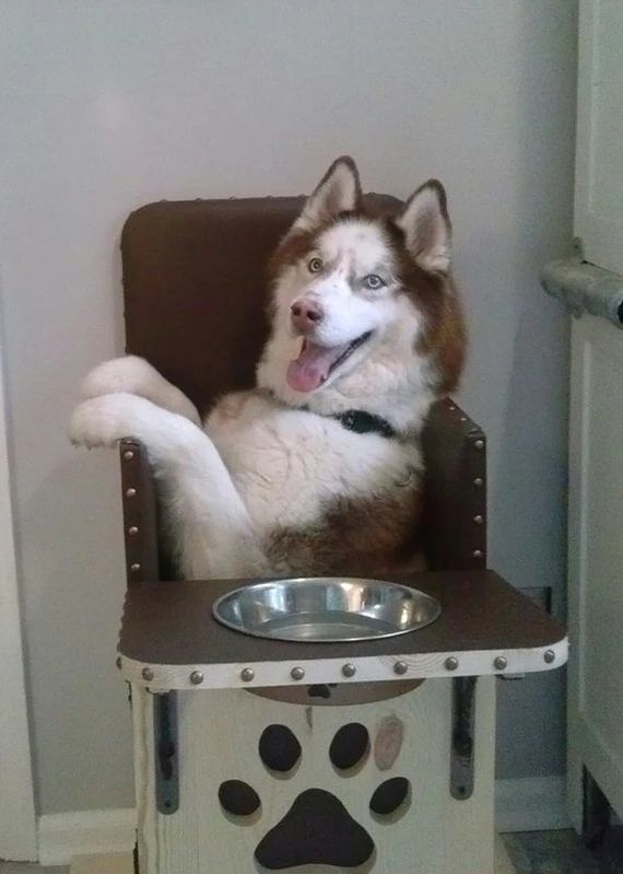 Dog high chair - Dog, Chair, Megaesophagus, Disease, GIF, Longpost