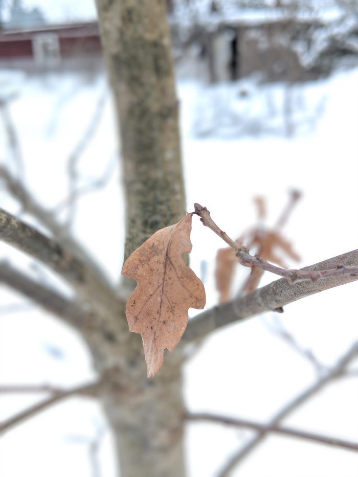     .    Pixel 2 Xl , , 