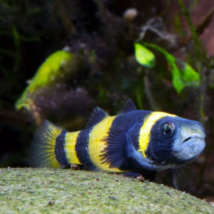 Бычок-пчелка или шмель, или билайн