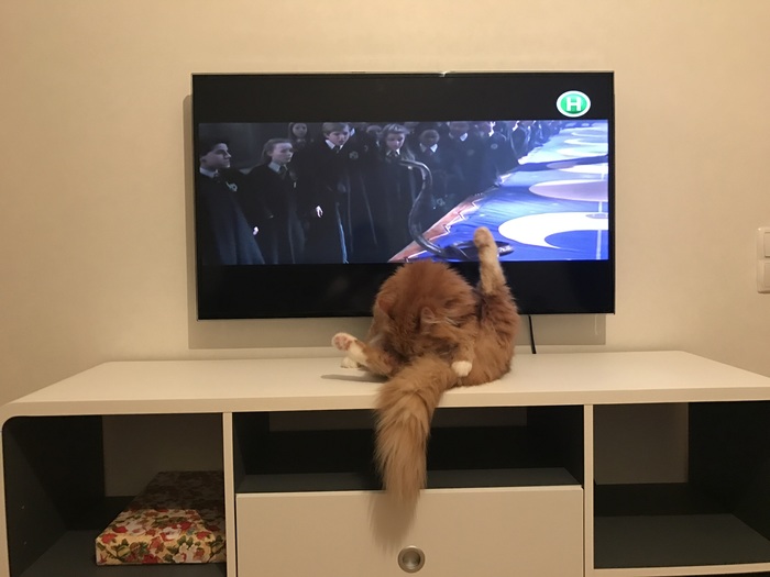 Are you watching movies here? OK. - , Without soul, Redheads, cat