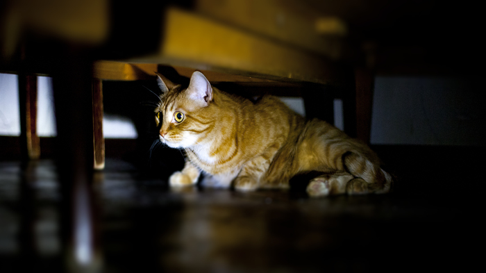 redhead under furniture - Beginning photographer, I want criticism, My, The photo, cat