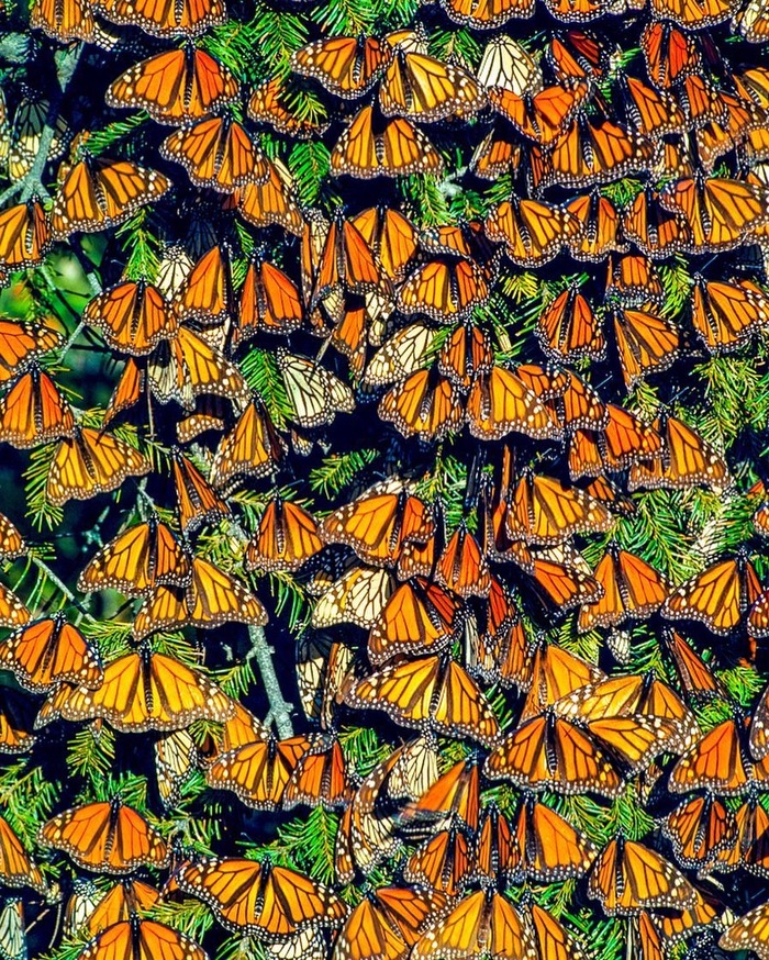 Monarch butterflies basking in the sun, Mexico - The photo, Instagram, The national geographic, Longpost, Butterfly, Danaida Monarch, Mexico