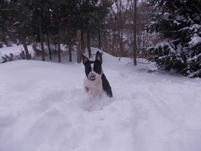 Spring is coming!!! =))) - My, Ast, Snow, Spring, Dog