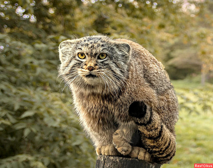 Steppe cat Manul - cat, Wild animals, Predator, The photo, Longpost, Pallas' cat