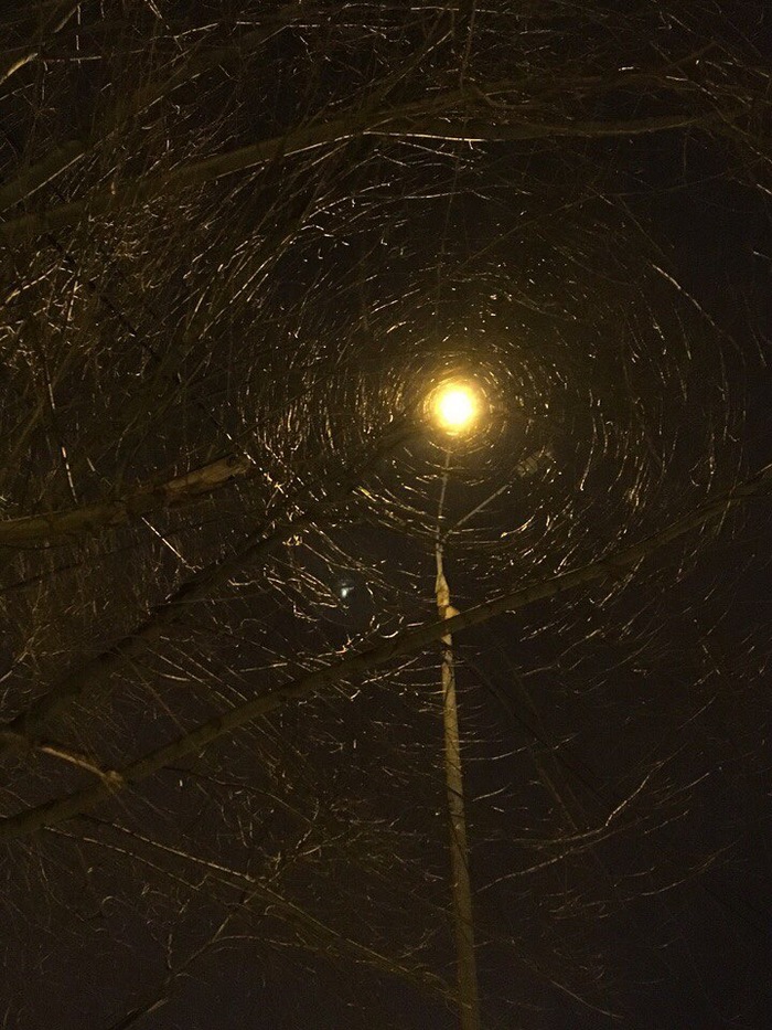 Trees and lamp post. - My, The photo, Nizhny Novgorod, Lamppost, 