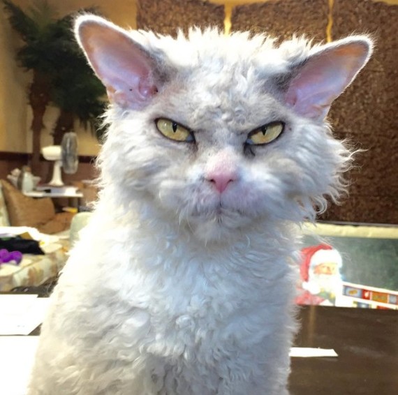 And again the severe cat Albert =) - cat, Selkirk rex, Longpost