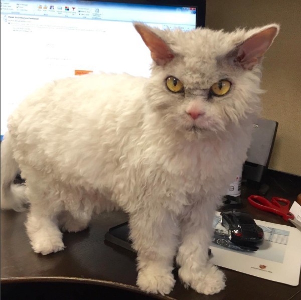 And again the severe cat Albert =) - cat, Selkirk rex, Longpost