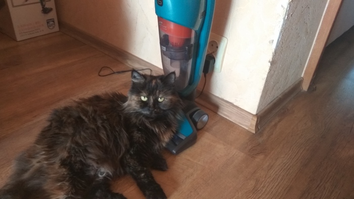 - Yes, give me your vacuum cleaner! - My, Catomafia, A vacuum cleaner, Indifference, cat