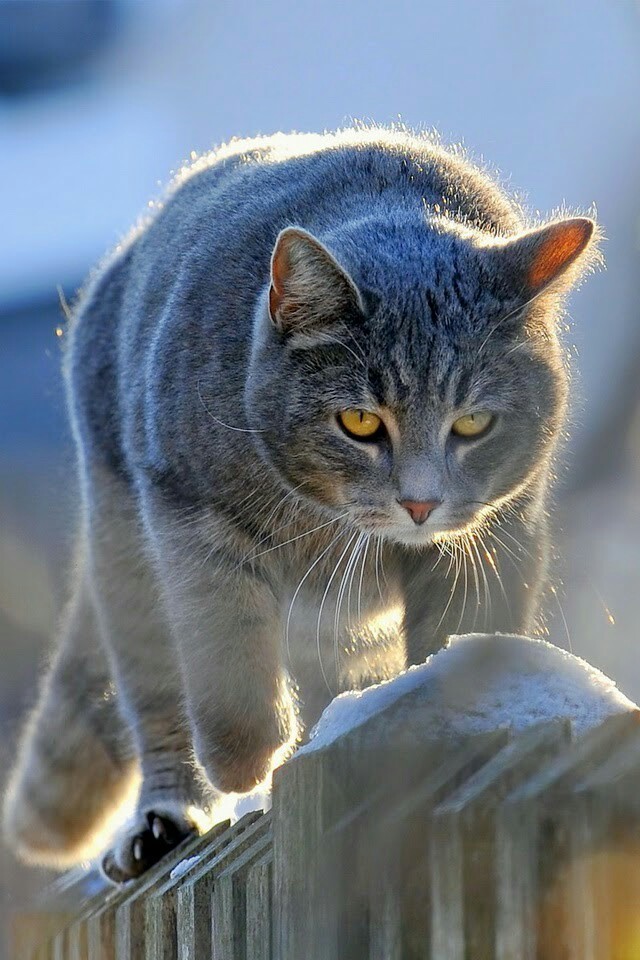 Walk - cat, The Cat Brutalized, Catomafia, Fence, The photo