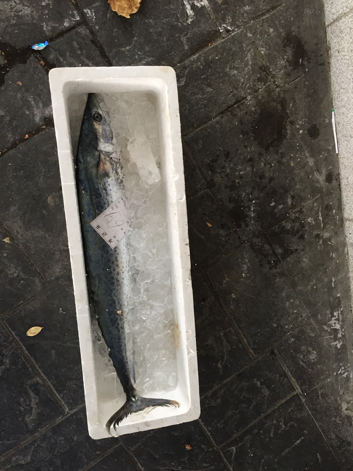 They brought the fish. - Longpost, My, Public catering, Корея, Unsanitary conditions, 