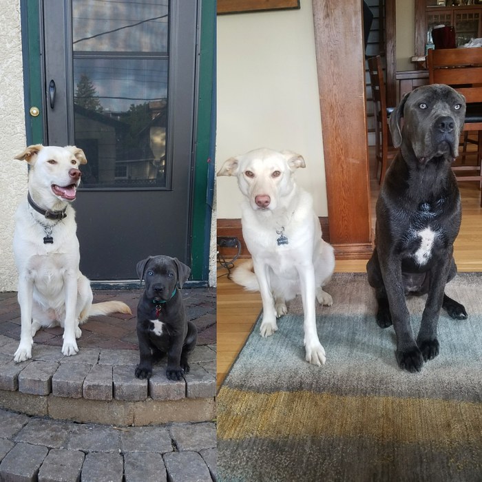 After 8 months - Dog, The photo, Animals, It Was-It Was