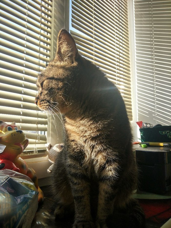 Sunny cat - My, cat, Window, The sun, Broom, Fat man, Fullness