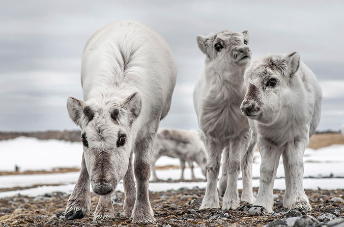 Tundra dweller's child - Norway, Animals, Deer, North, The photo, Deer