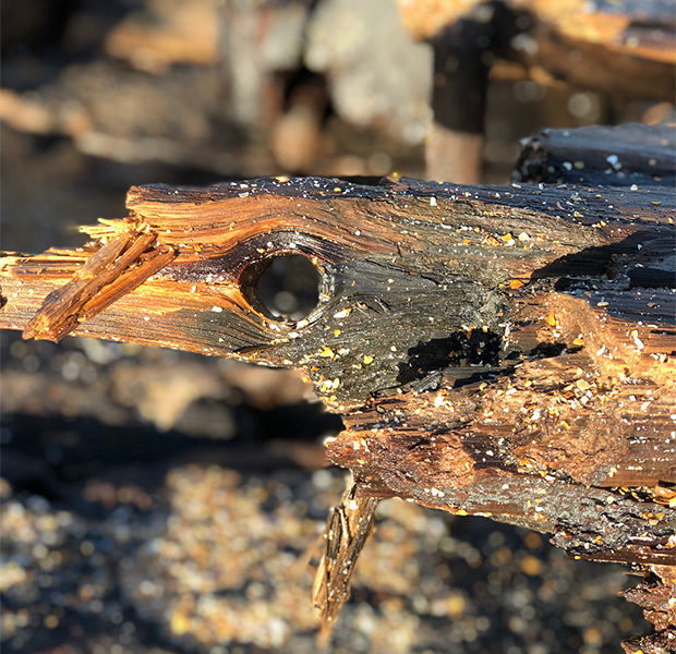 The wreckage of an 18th-century ship washed up on the coast of Florida - USA, Ship, Find, Longpost, Florida, The photo