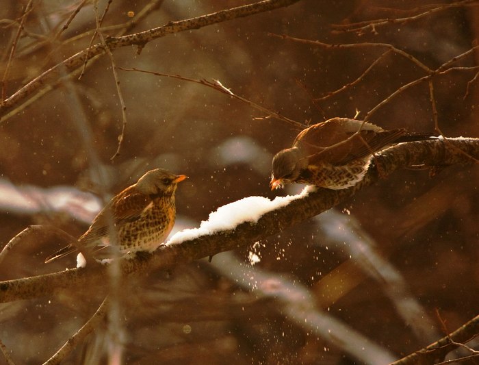 winter watering hole - My, Birds, Winter, Snow, The photo