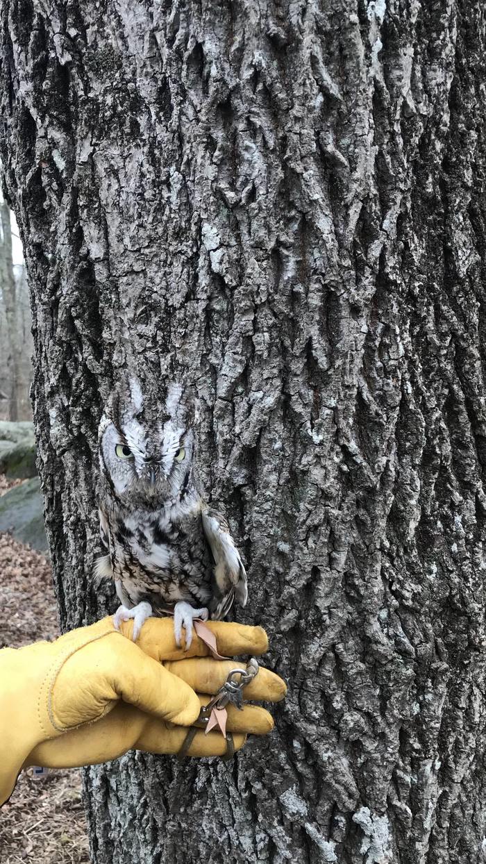 Stealth 100. - The photo, Owl, Mimicry, Stealth, Disguise, Birds